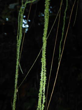 Image of Myriocarpa longipes Liebm.