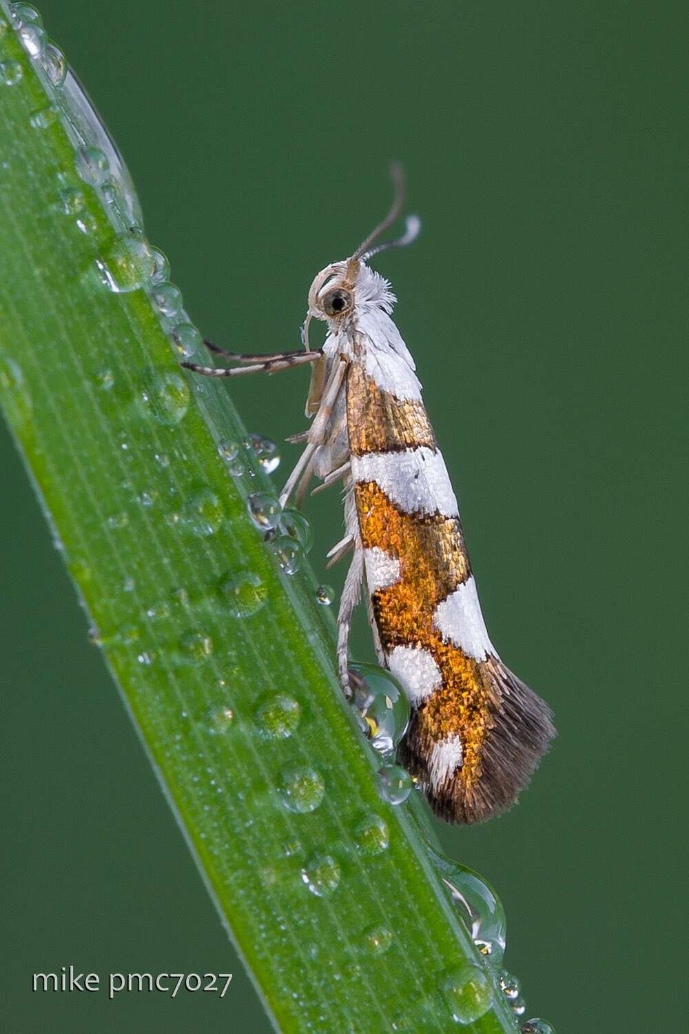 Image of Argyresthia brockeella Hübner 1805