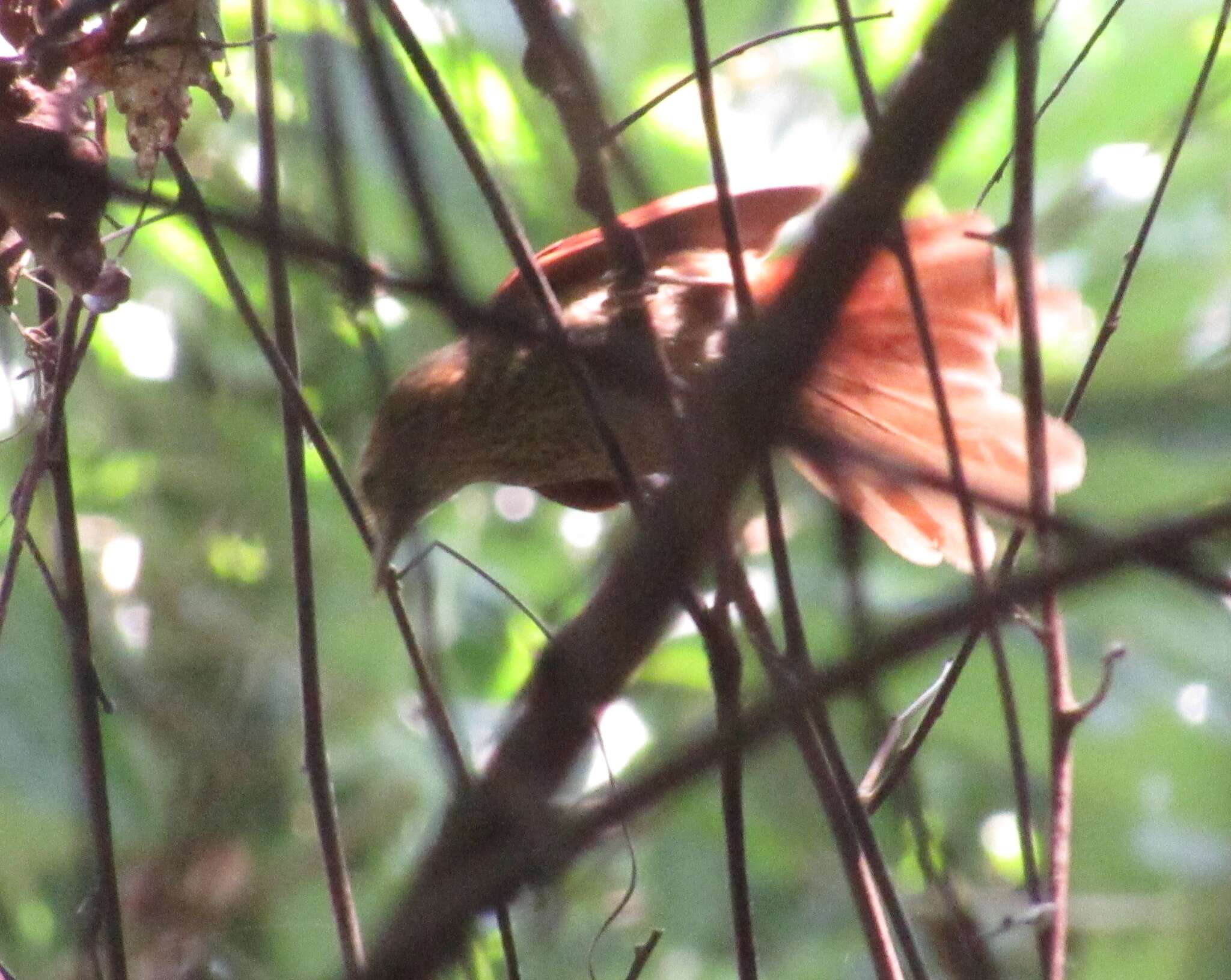 Image of Speckled Spinetail