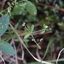 Plancia ëd Galium trifidum subsp. trifidum