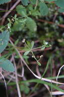 Plancia ëd Galium trifidum subsp. trifidum