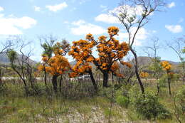 Plancia ëd Nuytsia floribunda (Labill.) R. Br.