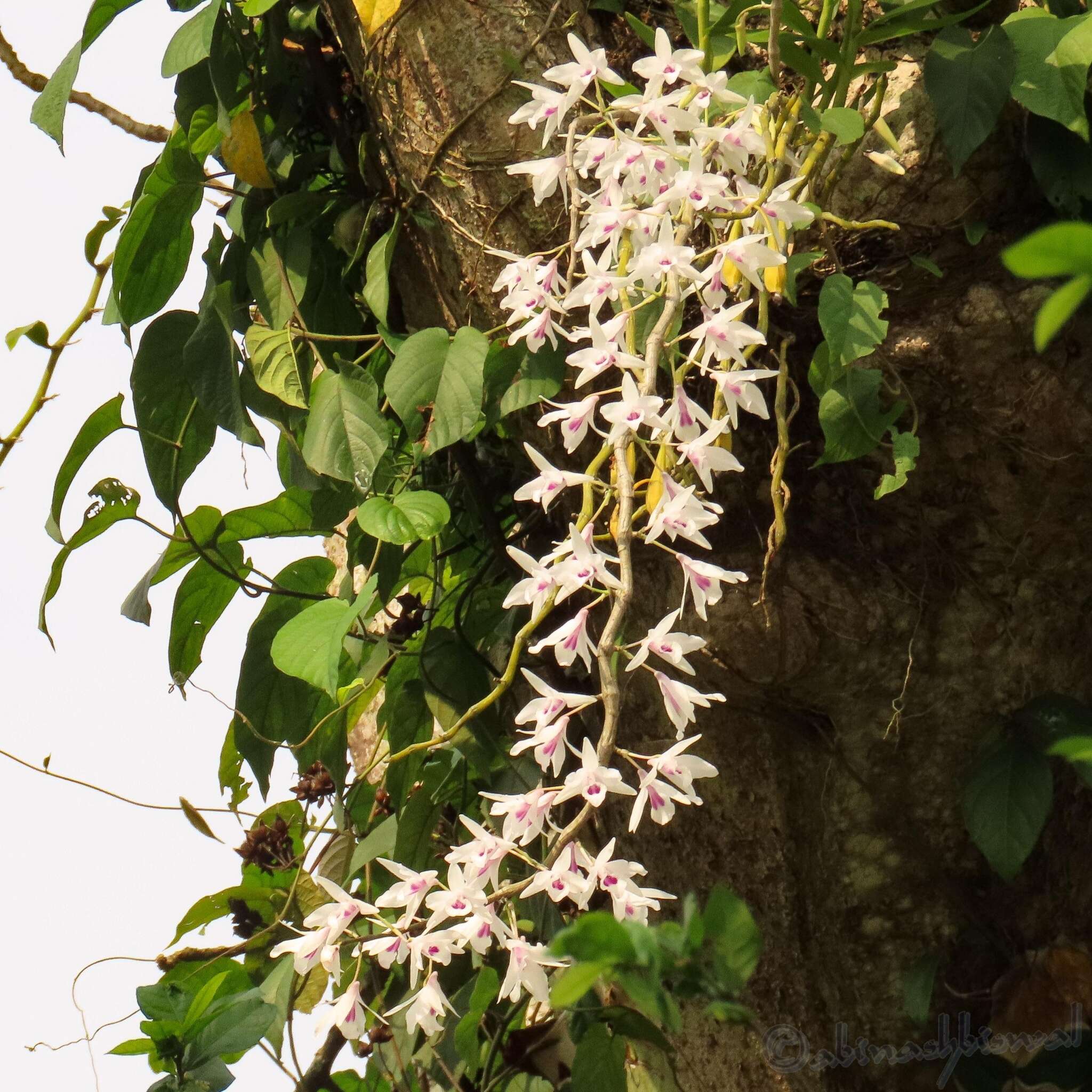 Imagem de Dendrobium transparens Wall. ex Lindl.