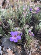 Image of Gairdner's beardtongue