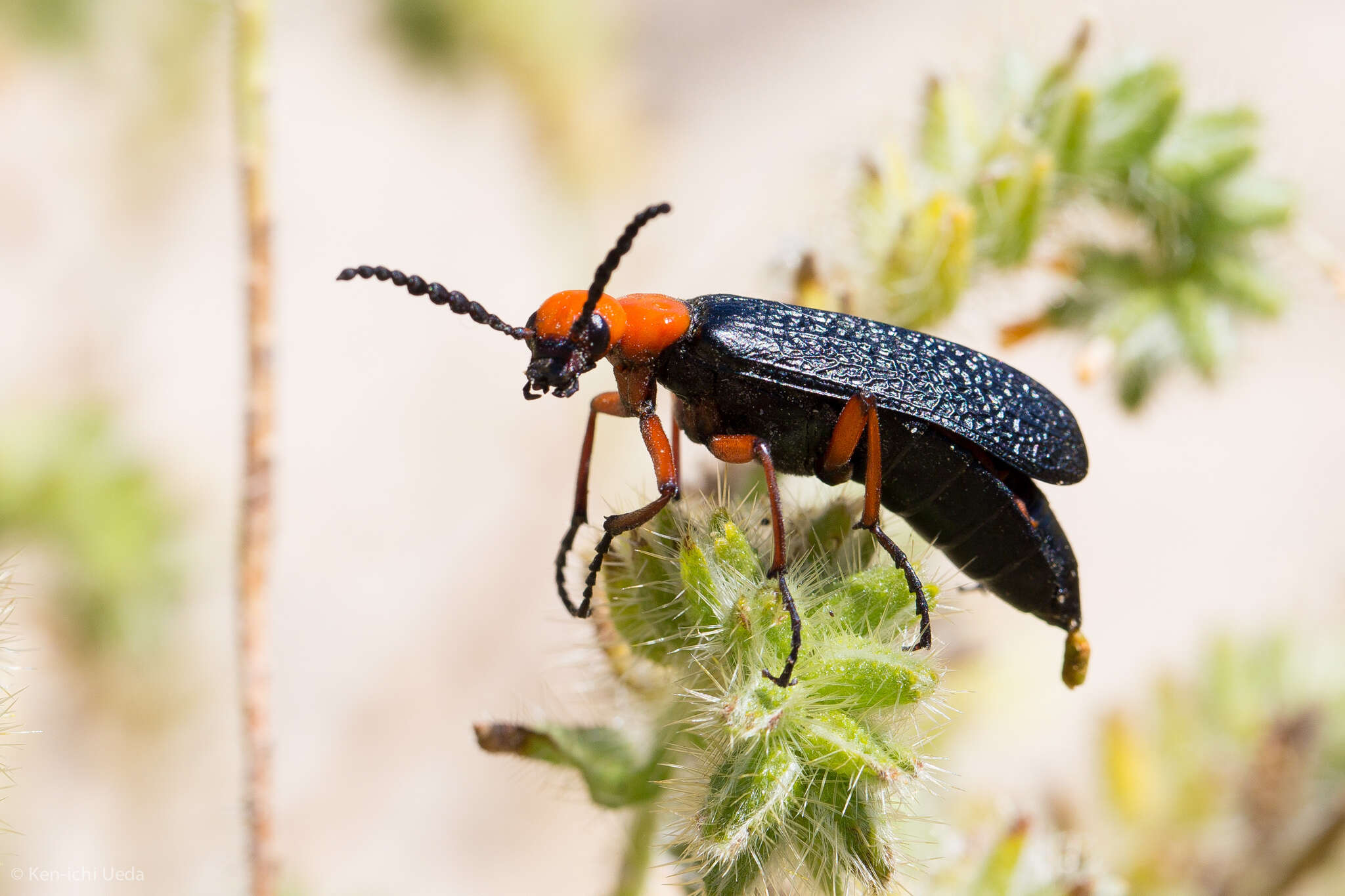 Image of Master Blister Beetle