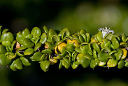 Image of smallflower lilythorn
