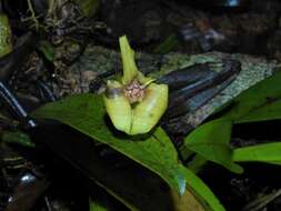 Image of Maxillaria egertoniana (Bateman ex Lindl.) Molinari