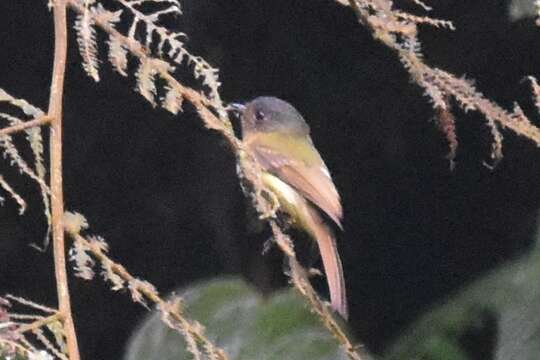 Image of Rufous-breasted Flycatcher