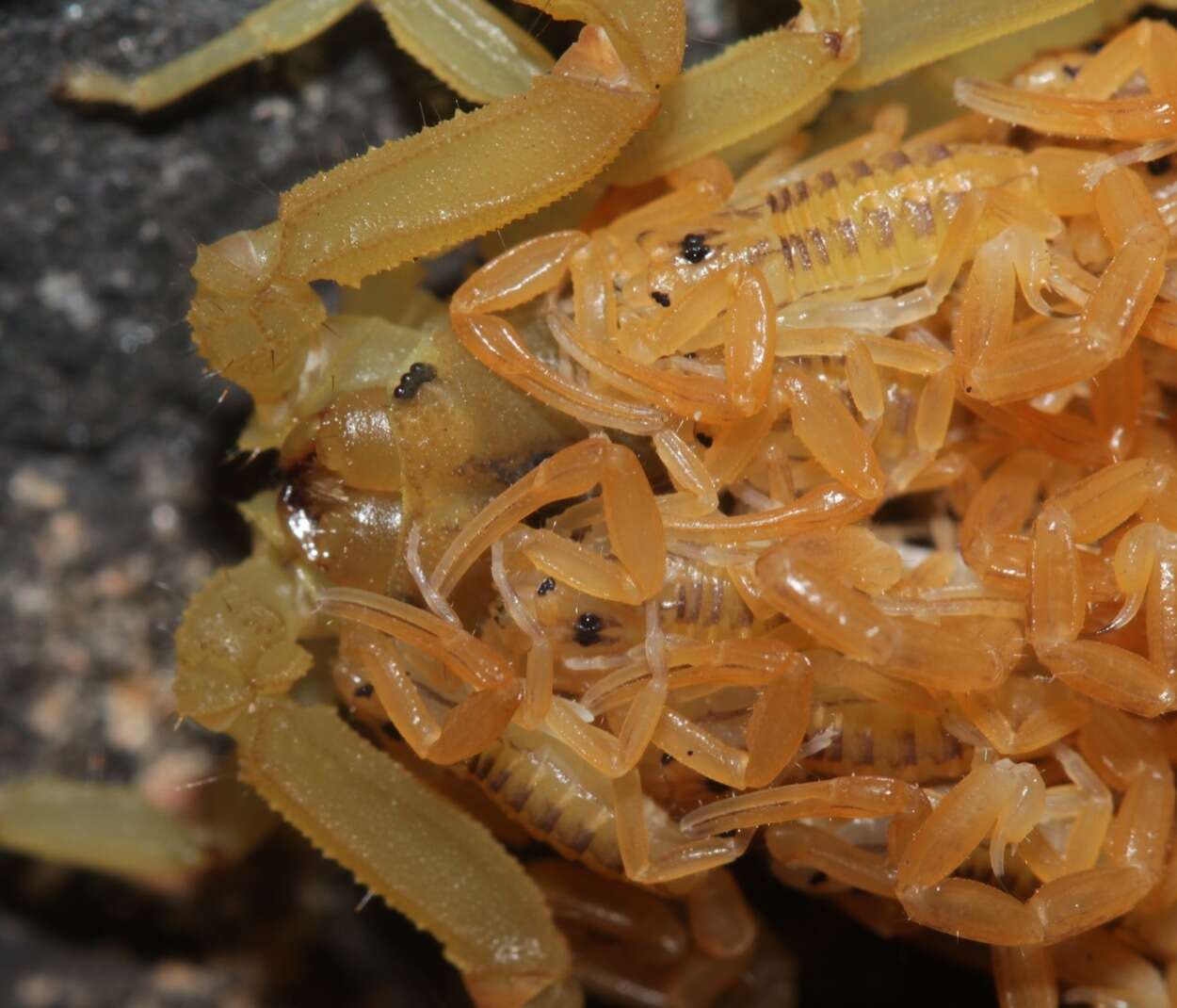 Image of Arizona Bark Scorpion