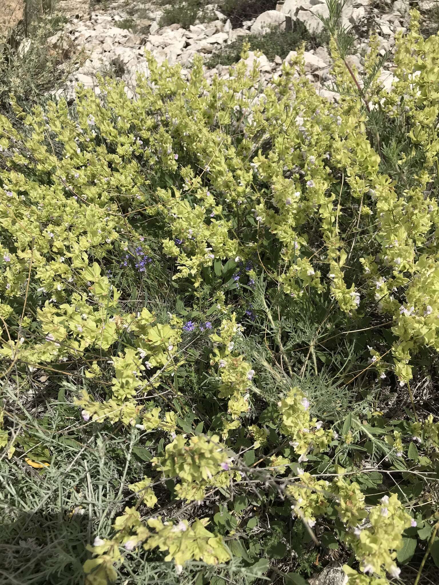 Imagem de Salvia absconditiflora Greuter & Burdet