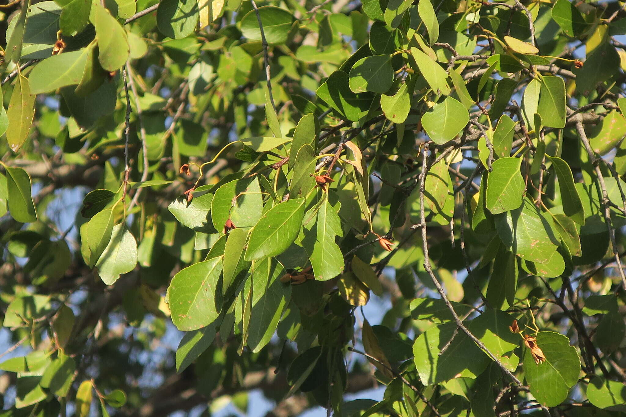 Imagem de Lydenburgia cassinoides N. Robson