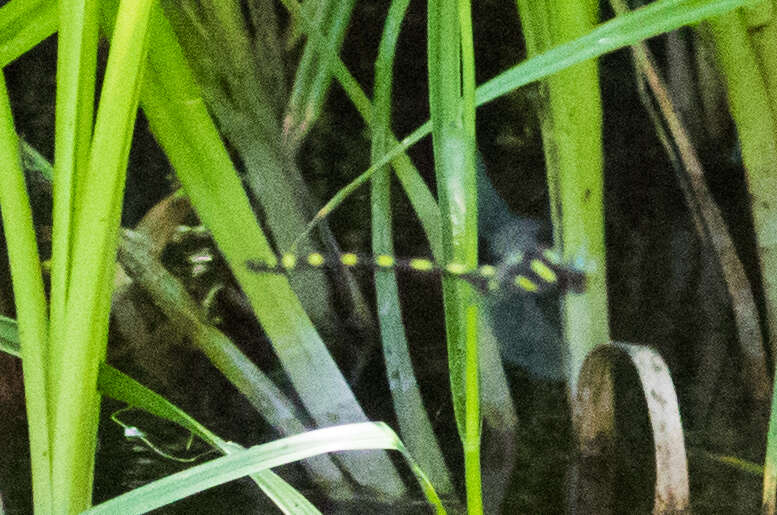 Image of Pacific Spiketail