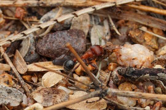 Image of Bicolored Harvester Ant