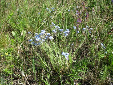 Image of Myosotis alpestris subsp. alpestris