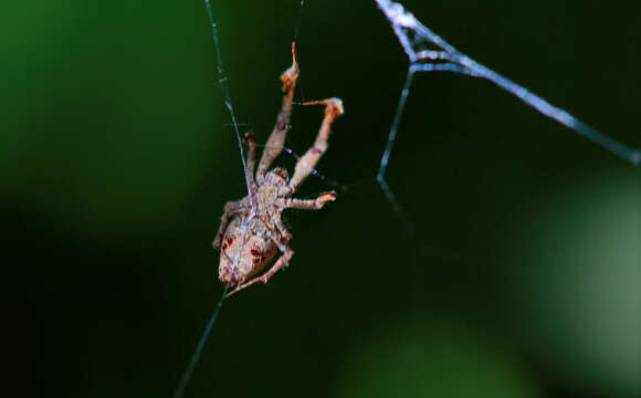 Image of Uloborus plumipes Lucas 1846