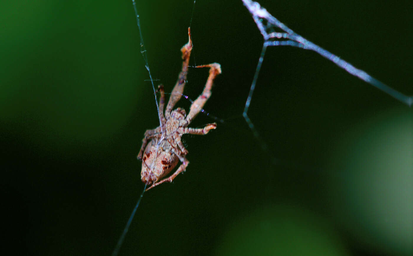 Image of Uloborus plumipes Lucas 1846