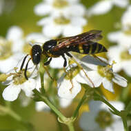 Image of Philanthus lepidus Cresson 1865