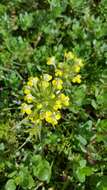 Image of vernal pool Indian paintbrush