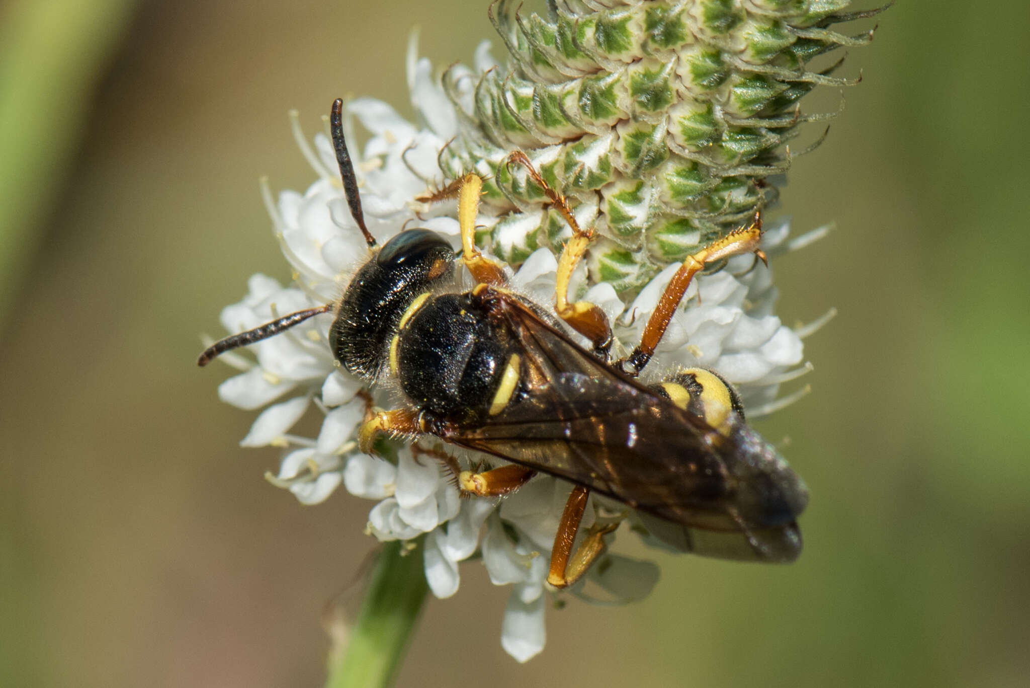 Imagem de Philanthus sanbornii Cresson 1865