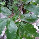 Image of Quercus tuberculata Liebm.
