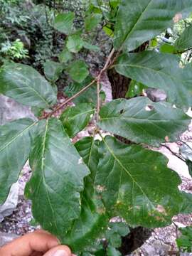 Image of Quercus tuberculata Liebm.