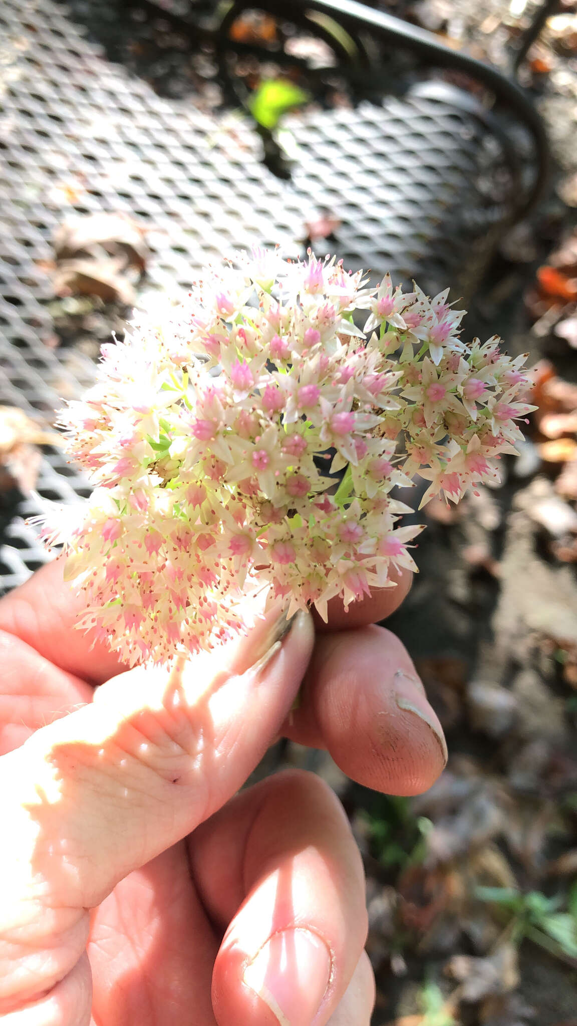 Imagem de Hylotelephium erythrostictum (Miq.) H. Ohba