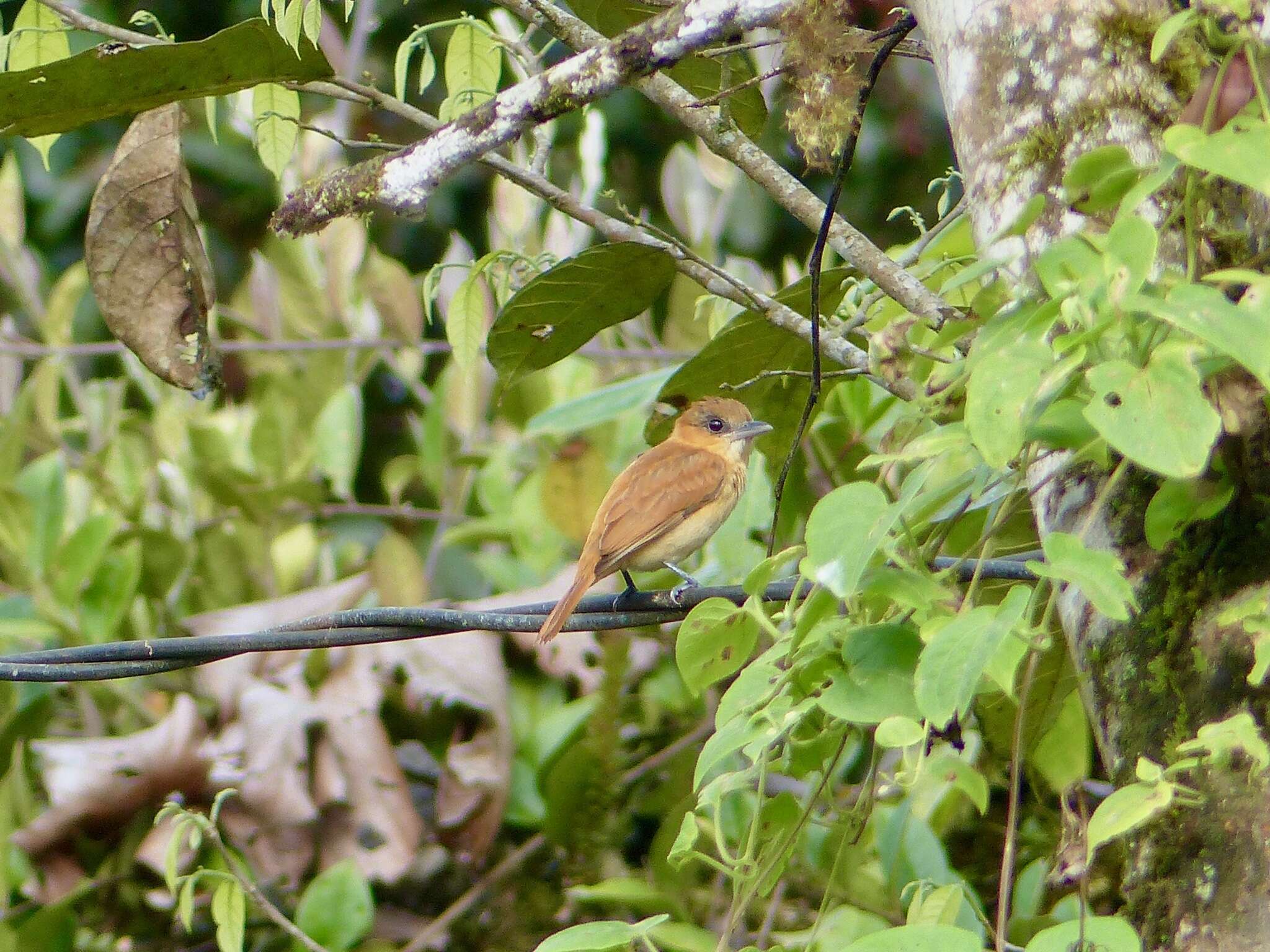 Plancia ëd Pachyramphus cinnamomeus Lawrence 1861