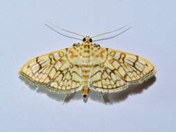 Haritalodes polycymalis (Hampson 1912)的圖片