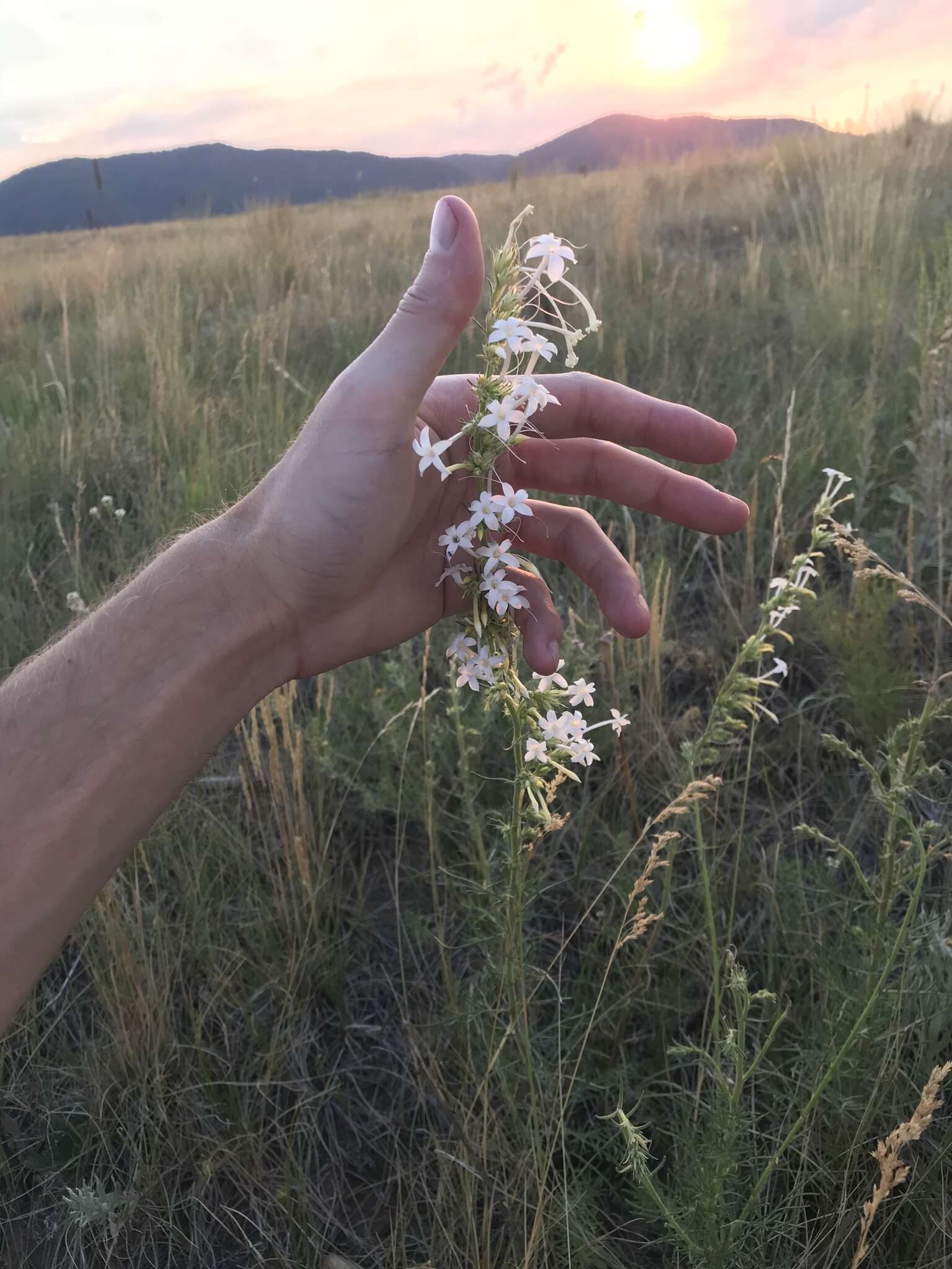 Image of scarlet gilia