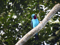 Слика од Cotinga cayana (Linnaeus 1766)