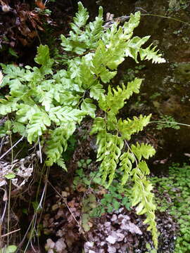 Imagem de Rumohra berteroana (Colla) R. R. Rodriguez