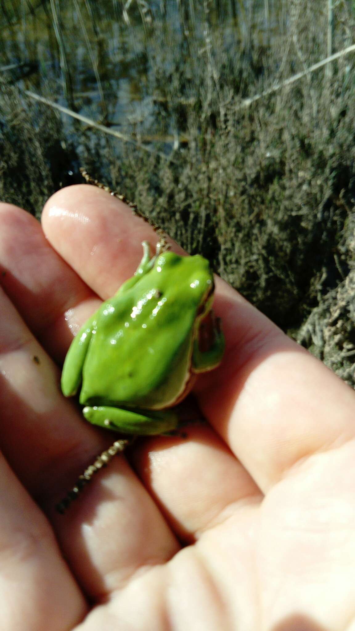 Image of Lemon-yellow tree frog