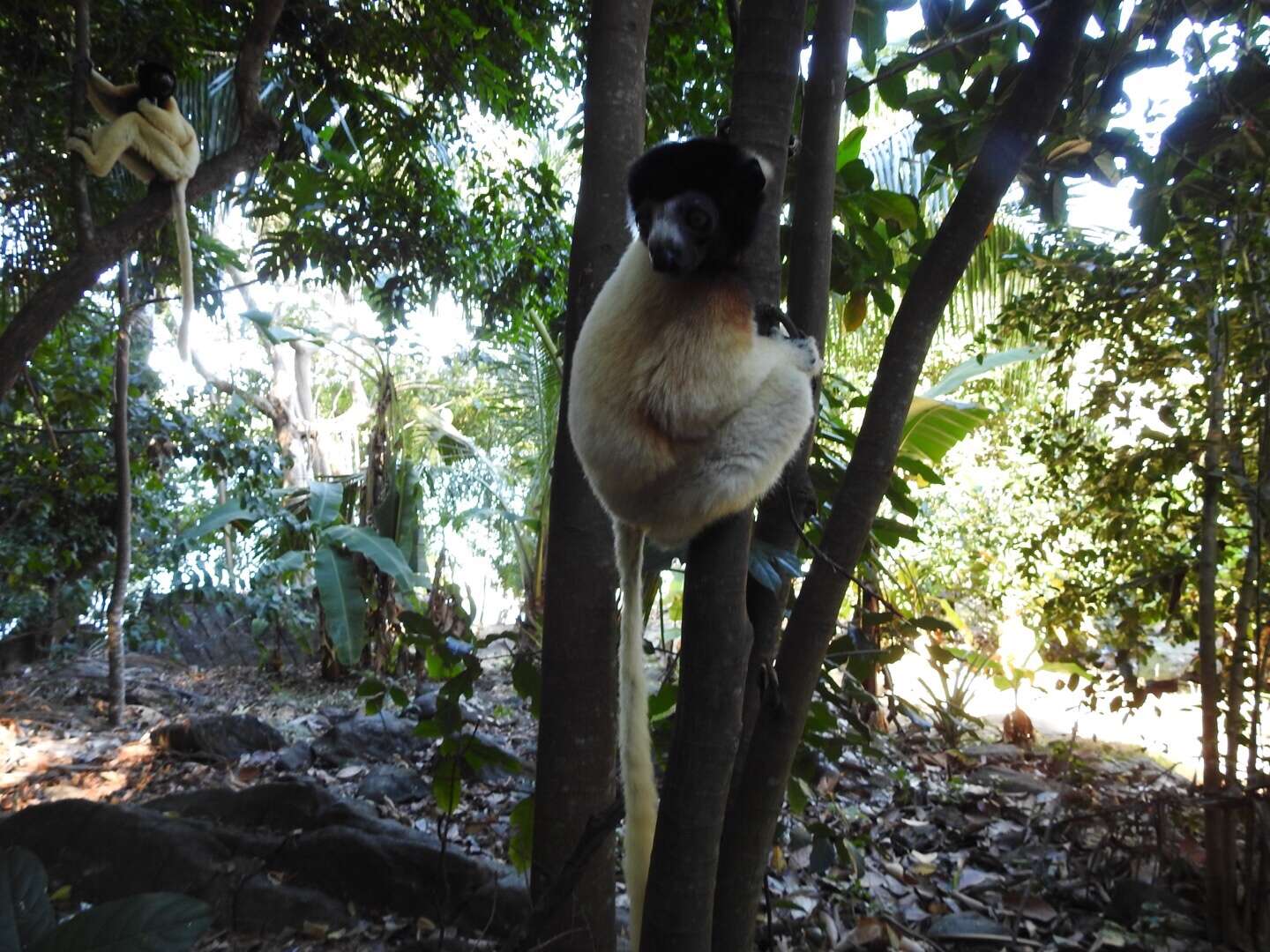 Image of Crowned Sifaka