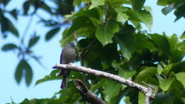 Image of Dark Pewee