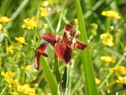 Image of copper iris