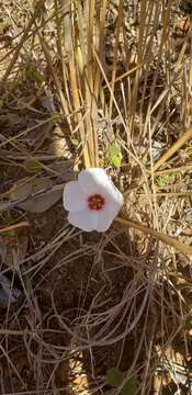 Image of Peltaea polymorpha (A. St.-Hil.) Krapov. & Cristobal