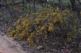 Image of Pultenaea graveolens Tate