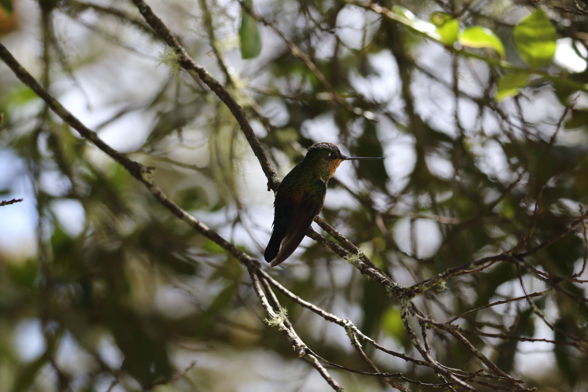 Image of Blue-throated Starfrontlet