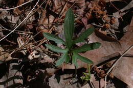 Image of Northern Coastal Violet