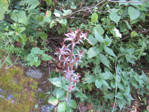 Image of Echeveria subrigida (Robins. & Seaton) Rose ex Britton & Rose