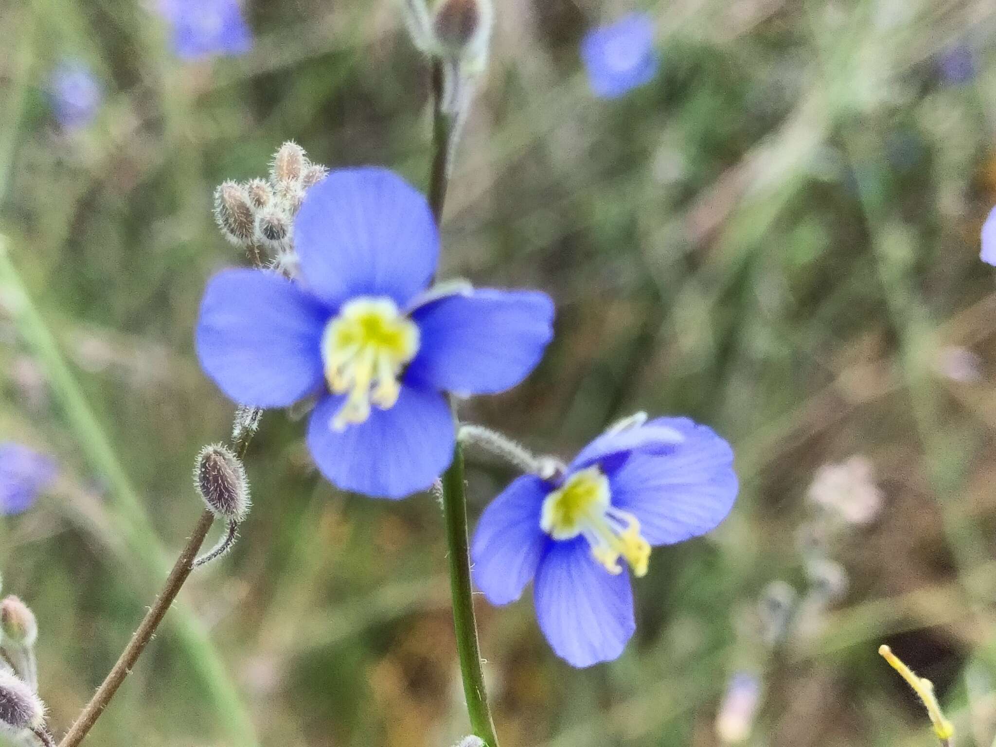 Image of Heliophila digitata L. fil.