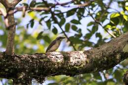 Image de Tephrodornis affinis Blyth 1847