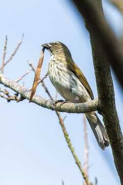 Image of Saltator striatipectus striatipectus Lafresnaye 1847