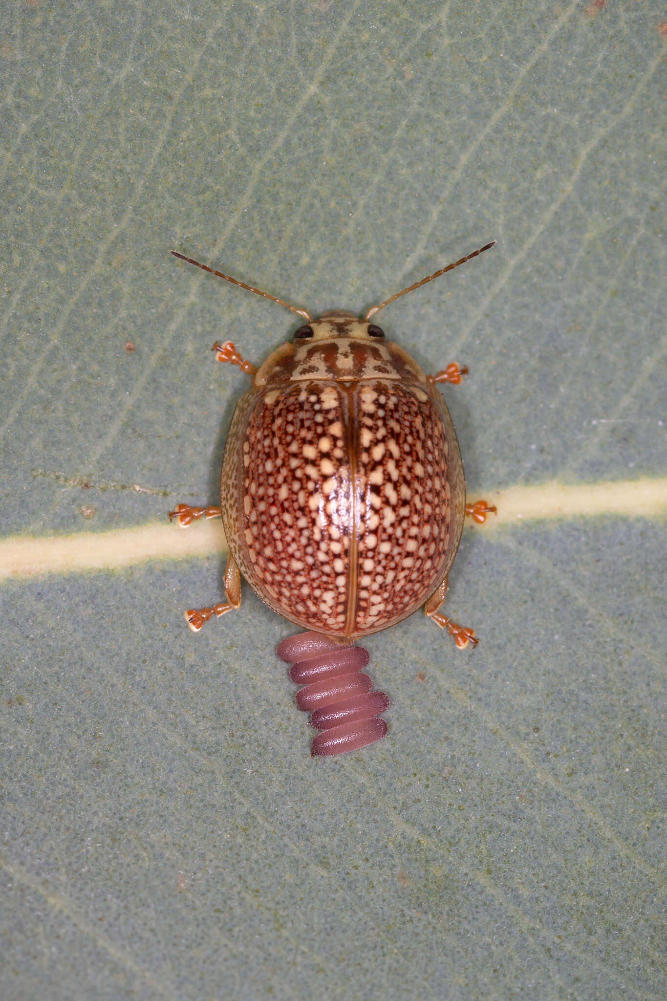 Image of <i>Paropsisterna decolorata</i>