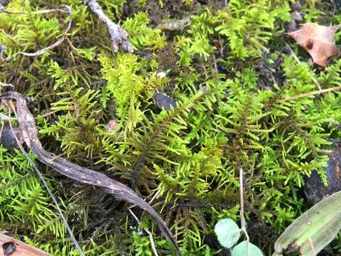 Image of Wiry Fern Moss