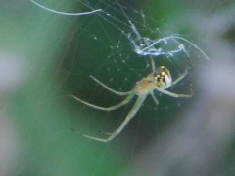 Image of Leucauge argyra (Walckenaer 1841)