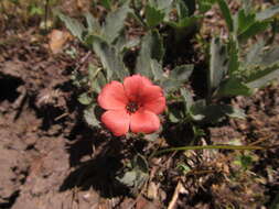 Image of Turnera sidoides L.