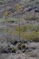 Agave margaritae Brandegee resmi