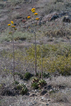 Image of Agave margaritae Brandegee