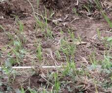 Image of Jerdon's Bush Lark